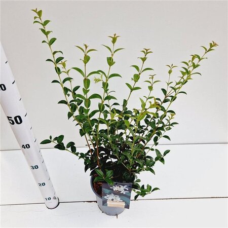 Osmanthus burkwoodii 40-50 cm cont. 2,5L - afbeelding 3