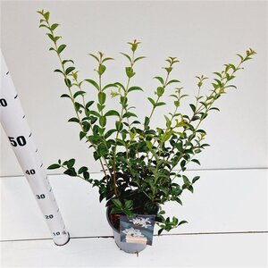 Osmanthus burkwoodii 40-50 cm cont. 2,5L - afbeelding 3