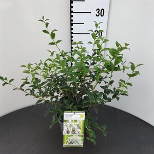 Osmanthus burkwoodii 40-50 cm cont. 2,5L - afbeelding 9