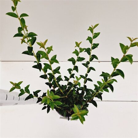 Osmanthus burkwoodii 40-50 cm cont. 2,5L - afbeelding 8