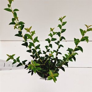 Osmanthus burkwoodii 40-50 cm cont. 2,5L - afbeelding 8