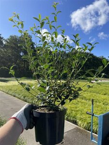 Osmanthus burkwoodii 40-50 cm cont. 3,0L - afbeelding 2