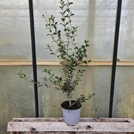 Osmanthus burkwoodii 40-50 cm cont. 3,0L - afbeelding 1