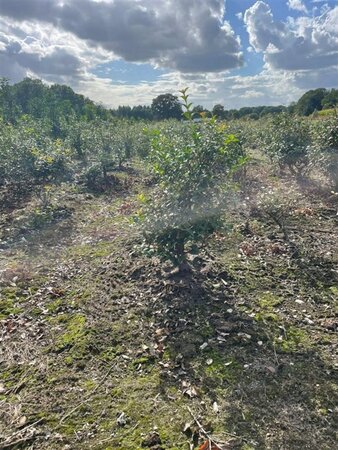 Osmanthus burkwoodii 40-60 cm met kluit - afbeelding 6