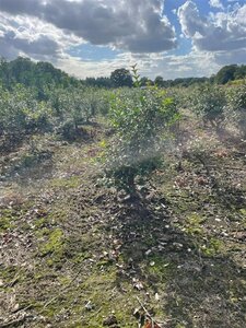 Osmanthus burkwoodii 40-60 cm met kluit - afbeelding 6