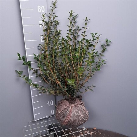Osmanthus burkwoodii 40-60 cm met kluit - afbeelding 8