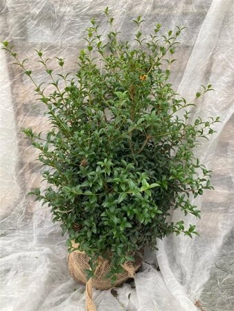 Osmanthus burkwoodii 40-60 cm met kluit - afbeelding 5