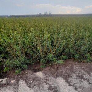 Osmanthus burkwoodii 40-60 cm met kluit - afbeelding 9