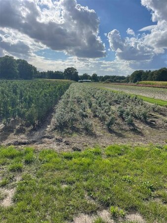 Osmanthus burkwoodii 40-60 cm met kluit - afbeelding 7