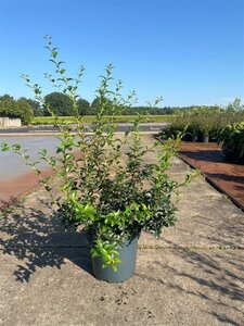 Osmanthus burkwoodii 50-60 cm cont. 10L - afbeelding 6