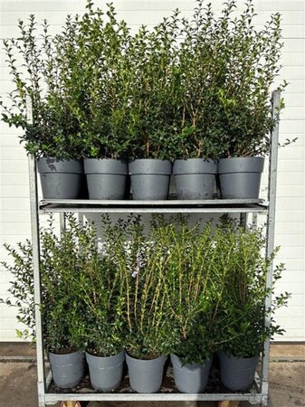 Osmanthus burkwoodii 50-60 cm cont. 10L - afbeelding 7