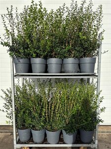 Osmanthus burkwoodii 50-60 cm cont. 10L - afbeelding 7