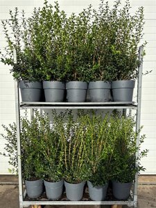 Osmanthus burkwoodii 50-60 cm cont. 10L - afbeelding 5