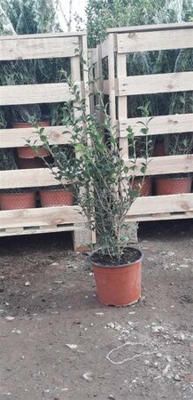 Osmanthus burkwoodii 50-60 cm cont. 3,0L