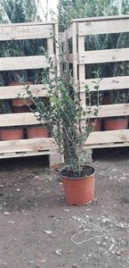 Osmanthus burkwoodii 50-60 cm cont. 3,0L