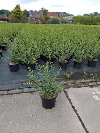 Osmanthus burkwoodii 50-60 cm cont. 5,0L - afbeelding 5