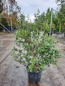 Osmanthus burkwoodii 60-80 cm cont. 10L - afbeelding 8
