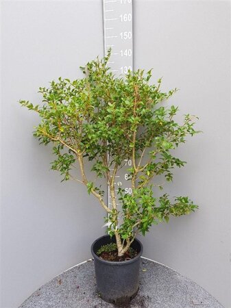 Osmanthus burkwoodii 60-80 cm cont. 10L - afbeelding 2