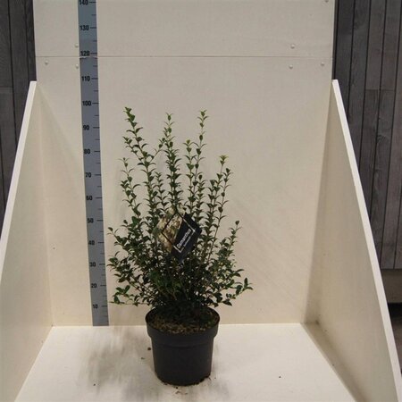 Osmanthus burkwoodii 60-80 cm cont. 10L - afbeelding 3