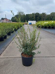 Osmanthus burkwoodii 60-80 cm cont. 10L - afbeelding 11