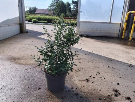 Osmanthus burkwoodii 60-80 cm cont. 10L - afbeelding 10