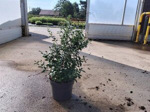 Osmanthus burkwoodii 60-80 cm cont. 10L - afbeelding 10