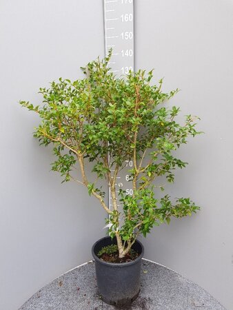 Osmanthus burkwoodii 60-80 cm cont. 10L - afbeelding 7