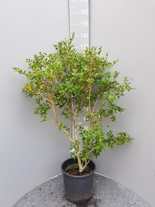 Osmanthus burkwoodii 60-80 cm cont. 10L - afbeelding 7