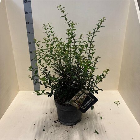 Osmanthus burkwoodii 60-80 cm cont. 10L - afbeelding 3