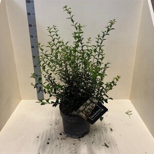 Osmanthus burkwoodii 60-80 cm cont. 10L - afbeelding 3
