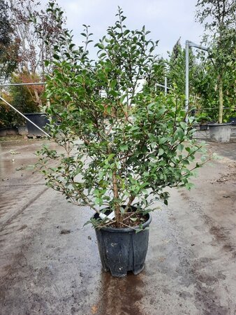 Osmanthus burkwoodii 60-80 cm cont. 10L - afbeelding 6