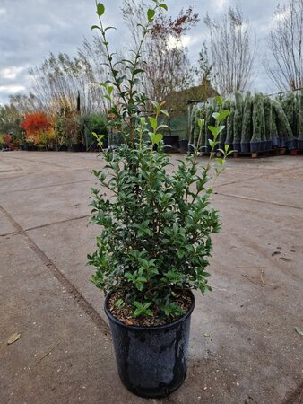 Osmanthus burkwoodii 60-80 cm cont. 10L - afbeelding 5