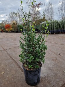 Osmanthus burkwoodii 60-80 cm cont. 10L - afbeelding 5