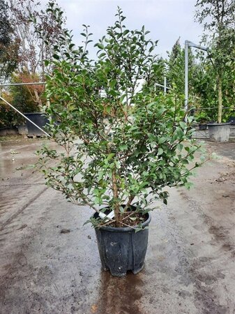 Osmanthus burkwoodii 60-80 cm cont. 10L - afbeelding 16