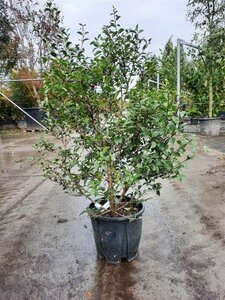 Osmanthus burkwoodii 60-80 cm cont. 10L - afbeelding 16