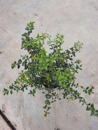 Osmanthus burkwoodii 60-80 cm cont. 10L - afbeelding 5
