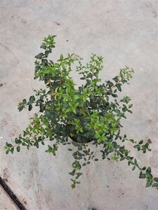 Osmanthus burkwoodii 60-80 cm cont. 10L - afbeelding 5
