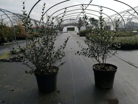 Osmanthus burkwoodii 60-80 cm cont. 10L - afbeelding 15