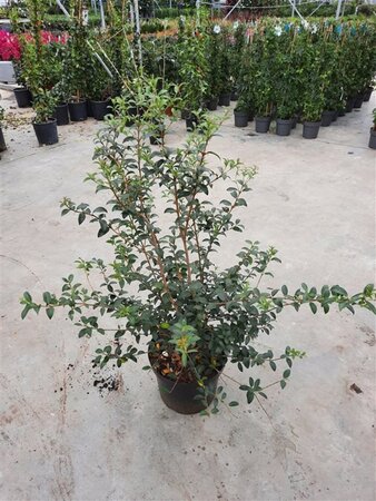Osmanthus burkwoodii 60-80 cm cont. 10L - afbeelding 4