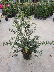 Osmanthus burkwoodii 60-80 cm cont. 10L - afbeelding 4
