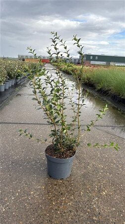 Osmanthus burkwoodii 60-80 cm cont. 5,0L - afbeelding 6