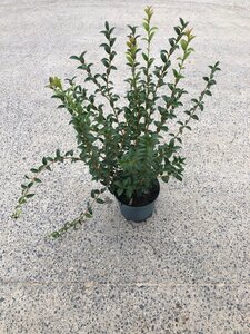 Osmanthus burkwoodii 60-80 cm cont. 5,0L - afbeelding 2