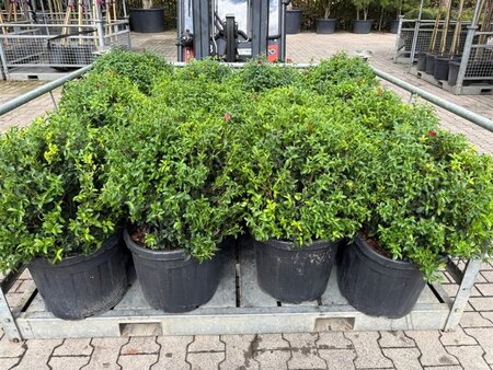 Osmanthus burkwoodii 60 cm cont. 45L bol - afbeelding 5