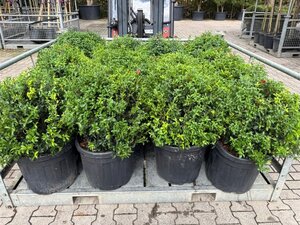 Osmanthus burkwoodii 60 cm cont. 45L bol - afbeelding 5