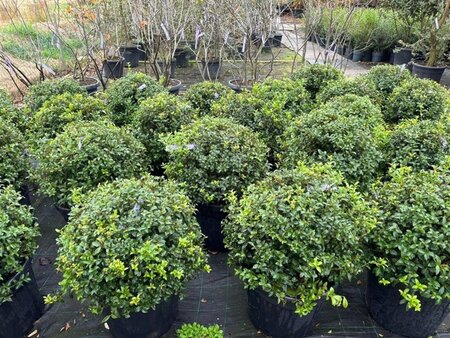 Osmanthus burkwoodii 60 cm cont. 45L bol - afbeelding 7