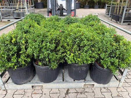 Osmanthus burkwoodii 60 cm cont. 45L bol - afbeelding 8