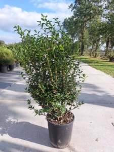 Osmanthus burkwoodii 80-100 cm cont. 10L - afbeelding 6