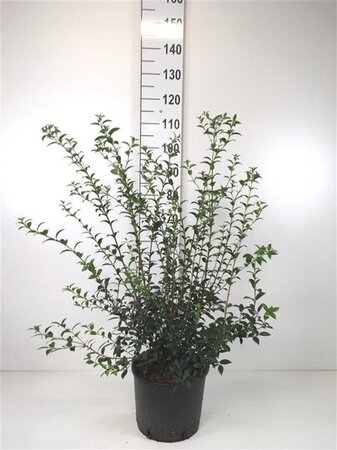 Osmanthus burkwoodii 80-100 cm cont. 10L - afbeelding 5