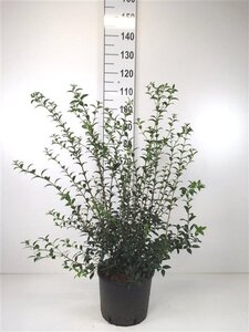 Osmanthus burkwoodii 80-100 cm cont. 10L - afbeelding 5