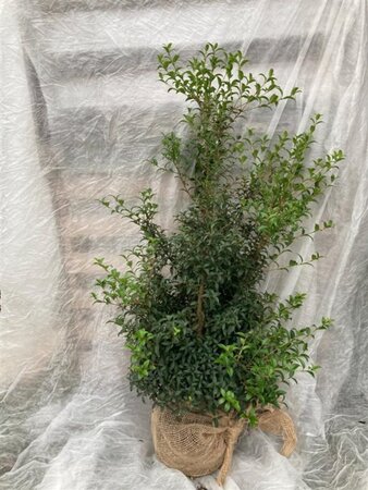 Osmanthus burkwoodii 80-100 cm met kluit struik - afbeelding 5